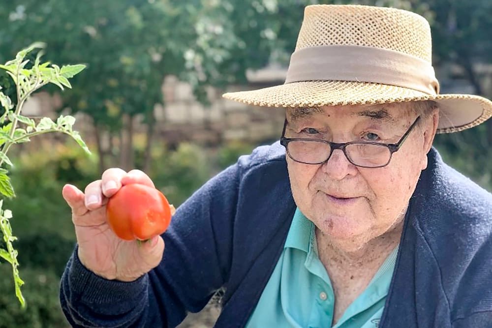 Resident harvesting a tomato from a community garden at Anthology of Natick in Natick, Massachusetts